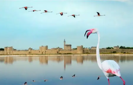 Location Maison 6 personnes à Maillane - Photo 26