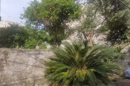 Apartment Saul Cavtat  - One Bedroom Apartment with Terrace and Sea View - Photo 16