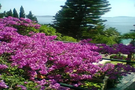 Guest House Villa Nina- Double Room with Garden View (S3 -Supetar) - Photo 12