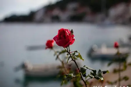 Apartments Malo Lago - One-Bedroom Apartment with Balcony and Sea View - Attic (Apartment 1) - Photo 8