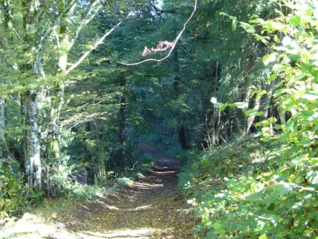 Maison familiale à Ferrières-sur-Sichon avec cheminée et jardin dans cadre rural - Photo 32