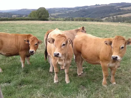 Maison familiale à Ferrières-sur-Sichon avec cheminée et jardin dans cadre rural - Photo 34
