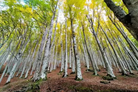 468599, Gite 4 personnes à CASTEL SAN NICCOLO' - Photo 19