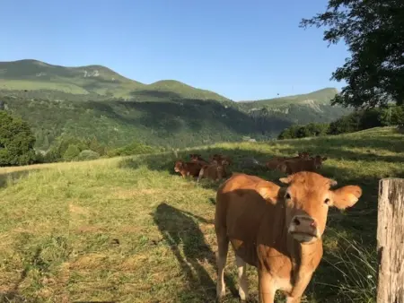 T2 Confortable avec WiFi proche thermes, Appartement 2 personnes à La Bourboule - Photo 13