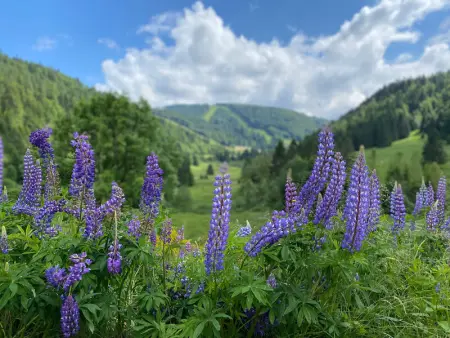 Appartement moderne à La Bresse, 2 chambres, accès PMR - Photo 17