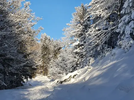 Chalet familial Vosges avec baby-foot et animaux admis - Photo 17