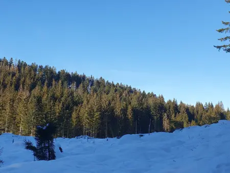 Chalet familial Vosges avec baby-foot et animaux admis - Photo 18