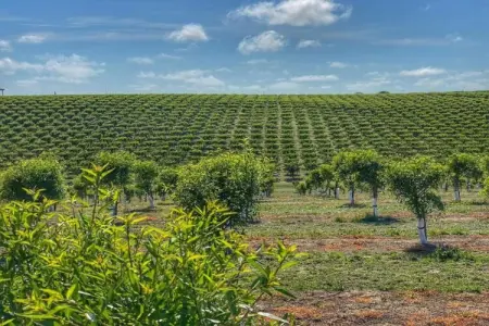 Lavanda, Ferme proche plages Montalto di Castro - Photo 34
