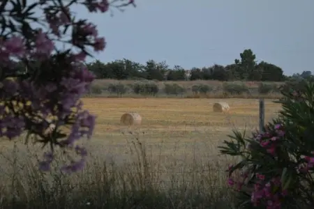 Lavanda, Ferme proche plages Montalto di Castro - Photo 39