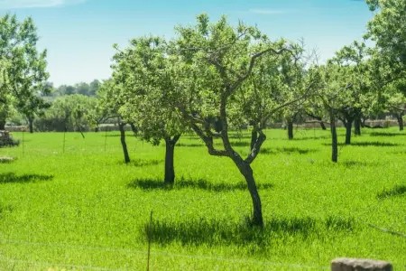 Can Cabrit, Villa 4 personnes à AlarÓ, Illes Balears - Photo 36