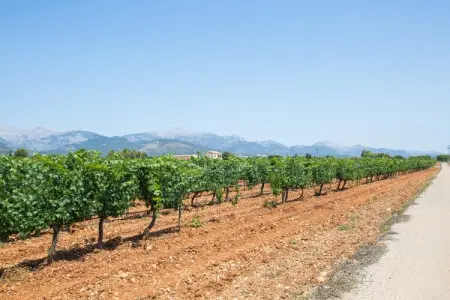 Es Blanquer De Na Fani, Villa 4 personnes à Binissalem, Illes Balears - Photo 9