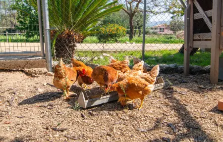 Ca Na Conceda, Maison 6 personnes à Alcudia - Photo 32
