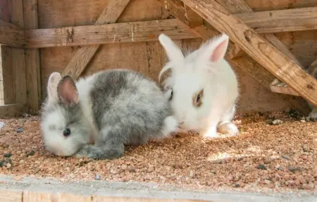 Ca Na Conceda, Maison 6 personnes à Alcudia - Photo 33