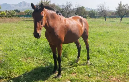 Ca Na Conceda, Maison 6 personnes à Alcudia - Photo 34