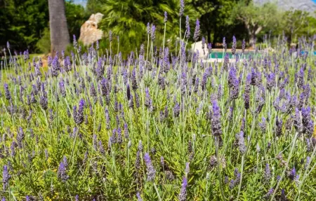 Can Teulada, Maison 12 personnes à Pollenca - Photo 20