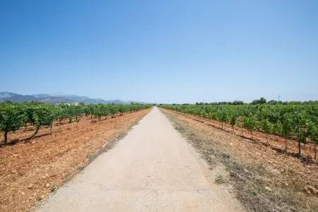 Ca'n Canastro, Villa 3 personnes à Binissalem, Illes Balears - Photo 25