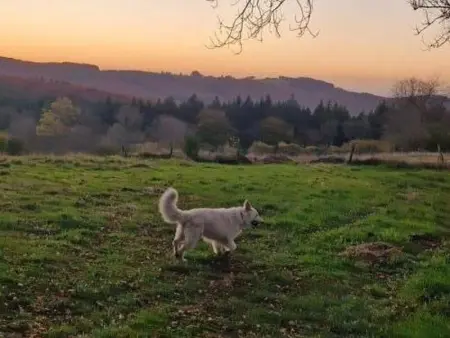 Gîte de charme avec animaux admis et Wi-Fi à Saint-Nicolas-des-Biefs - Photo 10