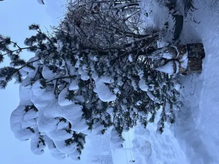 Ferienwohnung Gehrihorn, Appartement 5 personnes à Frutigen - Photo 5