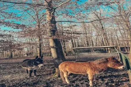 Douglas, Maison 6 personnes à Virtoine - Photo 29