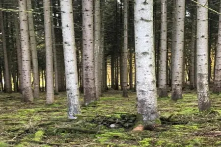 Les Trois Feuilles, Maison 4 personnes à Viroinval - Photo 19