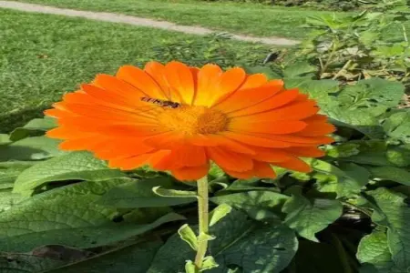 Mélèze, Maison 6 personnes à Viroinval - Photo 39