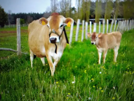 Cabane avec jacuzzi privatif et accès à ferme pédagogique - Photo 8