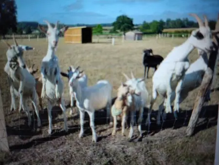 Cabane avec jacuzzi privatif et accès à ferme pédagogique - Photo 9