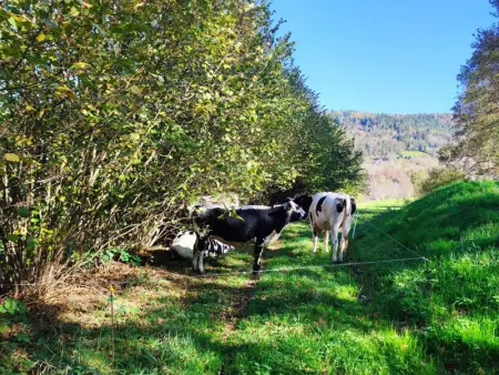 Maison spacieuse avec SPA, nature & calme dans les Vosges - Photo 29