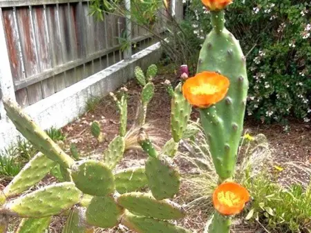 Villa paisible avec piscine chauffée et Wi-Fi, Villa 8 personnes à Lège Cap Ferret - Photo 18