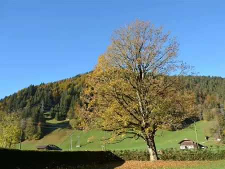 Oberland Nr. 7, Appartement 8 personnes à Gstaad - Photo 5