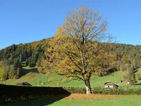 Oberland Nr. 3, Appartement 8 personnes à Gstaad - Photo 2