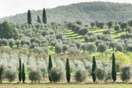 Salice, Appartement à Monte del Lago près de Trasimène - Photo 35