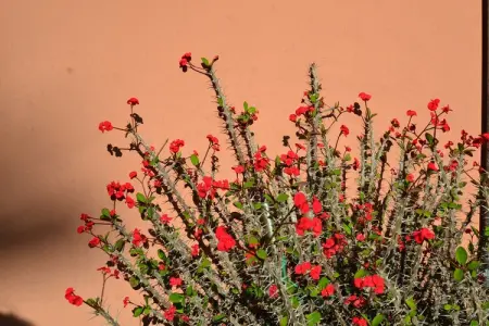 Casa Rosada, Maison de vacances confortable avec jardin à Pompéi - Photo 38