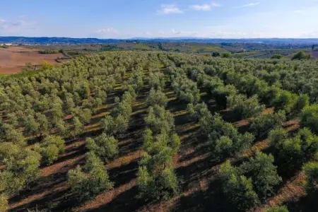 Leonardo, Escapade à flanc de colline à Vinci - Photo 31