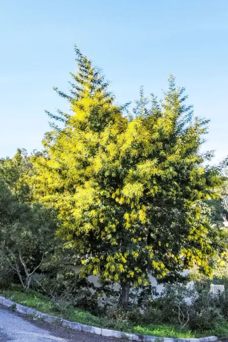 Cap Nègre : Domaine de la Pinède, Appartement 4 personnes à Le Lavandou - Photo 20