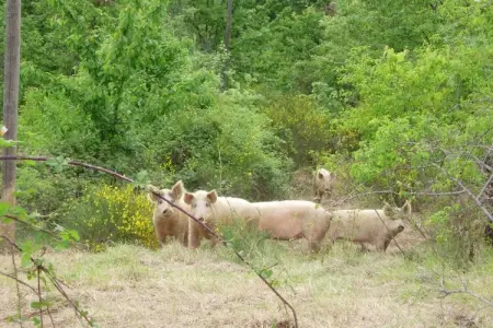L'Acero, Appartement 4 personnes à Poppi - Photo 28
