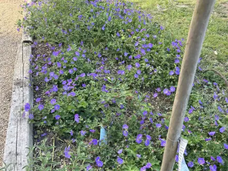 Gîte charmant avec jardin clos et parking à Saint-Sauveur-Marville - Photo 30