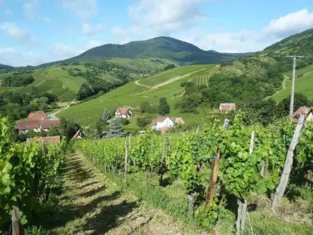Appartement spacieux à Epfig avec vue sur le jardin - Photo 26