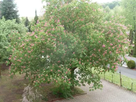 Appartement spacieux à Epfig avec vue sur le jardin - Photo 28