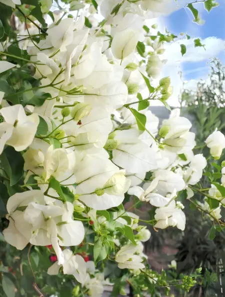 Maison de charme à Alte avec piscine, Maison 4 personnes à Alte - Photo 22