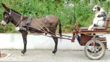 Maison de charme à Alte avec piscine, Maison 4 personnes à Alte - Photo 28