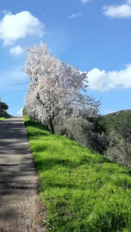 Maison de charme à Alte avec piscine, Maison 4 personnes à Alte - Photo 30
