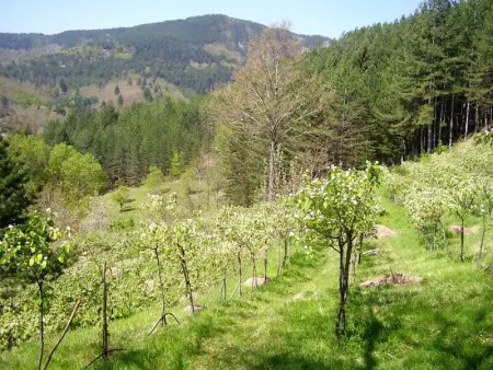 Maison confortable à Bibbiena + Piscine, Maison 4 personnes à Bibbiena - Photo 28