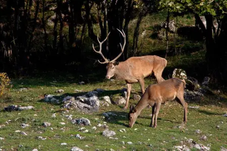 Maison confortable à Bibbiena + Piscine, Maison 4 personnes à Bibbiena - Photo 49