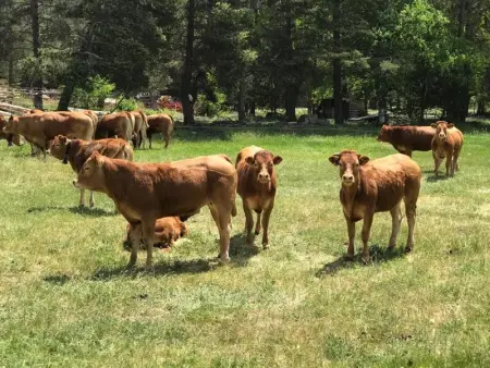 Appartement cosy à Pelinche, Risoul - 30m², Appartement 5 personnes à Risoul - Photo 13