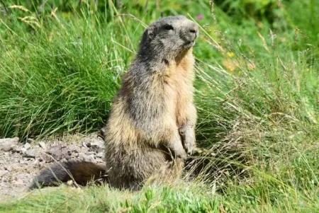 Appartement cosy à Pelinche, Risoul - 30m², Appartement 5 personnes à Risoul - Photo 15