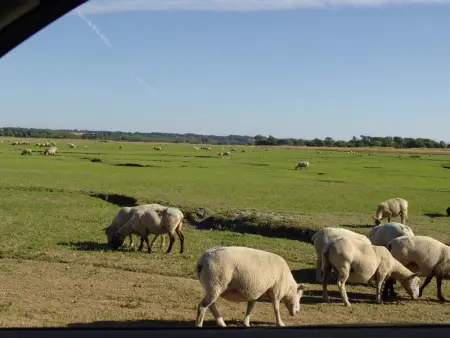 Appartement familial avec piscine à Montmartin-sur-Mer 54 m² - Photo 14