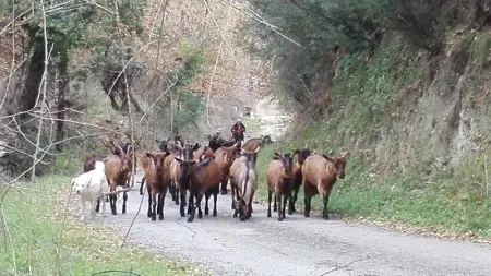 Appartement raffiné à Feliceto - 120 m² avec vue sur montagne - Photo 10