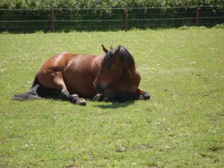 Maison charmante à Trédrez-Locquémeau avec jardin et terrasse - Photo 26