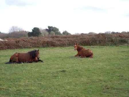 Maison charmante à Trédrez-Locquémeau avec jardin et terrasse - Photo 27